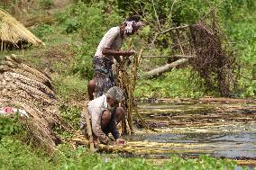 Jute Harvesting In Assam