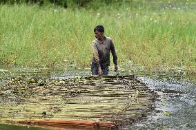 Jute Harvesting In Assam