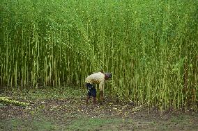 Jute Harvesting In Assam