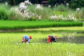 Daily Life In India