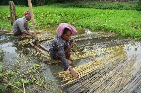 Jute Harvesting In Assam