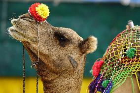 Decorated Camel Illustrations - India