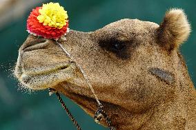 Decorated Camel Illustrations - India