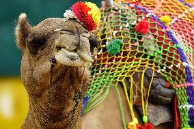 Decorated Camel Illustrations - India