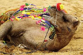 Decorated Camel Illustrations - India