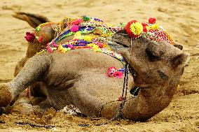 Decorated Camel Illustrations - India