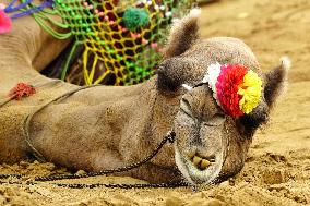 Decorated Camel Illustrations - India