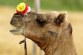 Decorated Camel Illustrations - India