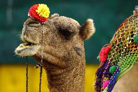 Decorated Camel Illustrations - India