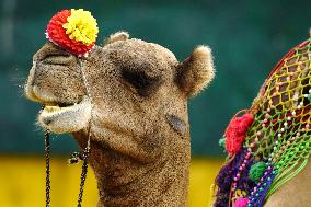 Decorated Camel Illustrations - India