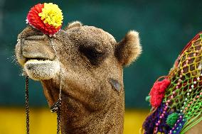 Decorated Camel Illustrations - India