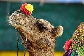 Decorated Camel Illustrations - India