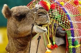 Decorated Camel Illustrations - India