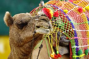 Decorated Camel Illustrations - India