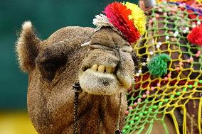 Decorated Camel Illustrations - India