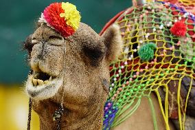 Decorated Camel Illustrations - India