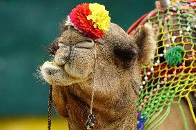 Decorated Camel Illustrations - India