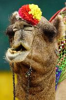 Decorated Camel Illustrations - India