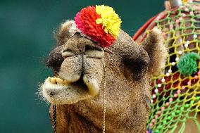 Decorated Camel Illustrations - India