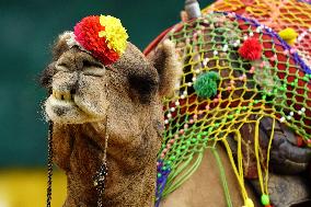 Decorated Camel Illustrations - India