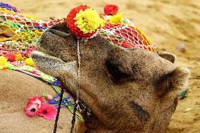 Decorated Camel Illustrations - India