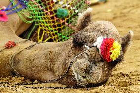 Decorated Camel Illustrations - India