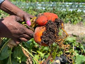 Agriculture In Canada - Orange Beets