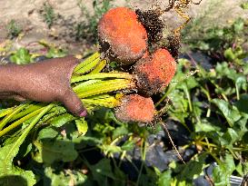 Agriculture In Canada - Orange Beets