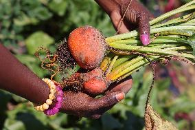 Agriculture In Canada - Orange Beets