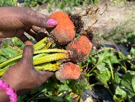 Agriculture In Canada - Orange Beets