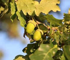 Acorns