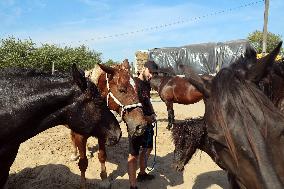 Ukrainian soldiers visit stable in Kharkiv region