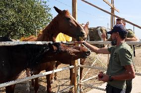 Ukrainian soldiers visit stable in Kharkiv region