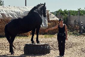 Ukrainian soldiers visit stable in Kharkiv region