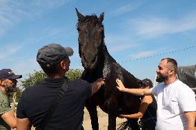 Ukrainian soldiers visit stable in Kharkiv region