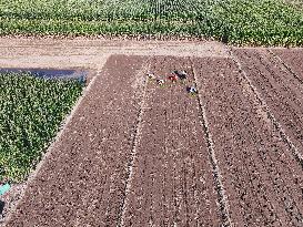 Cabbage Planting in Liaocheng