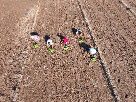 Cabbage Planting in Liaocheng