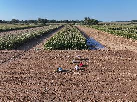 Cabbage Planting in Liaocheng