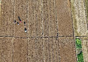 Cabbage Planting in Liaocheng