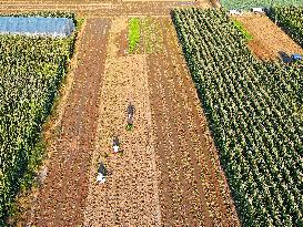 Cabbage Planting in Liaocheng