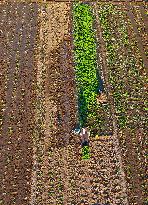 Cabbage Planting in Liaocheng