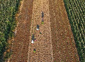 Cabbage Planting in Liaocheng