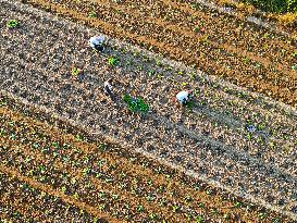 Cabbage Planting in Liaocheng