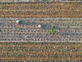 Cabbage Planting in Liaocheng