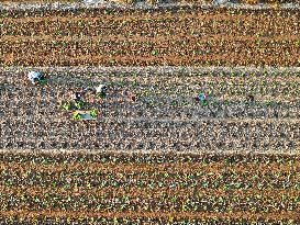 Cabbage Planting in Liaocheng