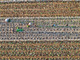 Cabbage Planting in Liaocheng