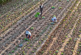 Cabbage Planting in Liaocheng