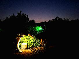 Jasmine Harvest Season In Egypt