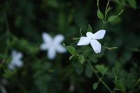 Jasmine Harvest Season In Egypt