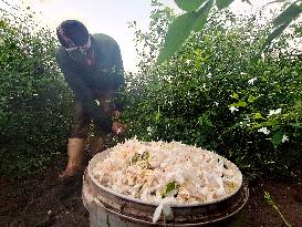 Jasmine Harvest Season In Egypt